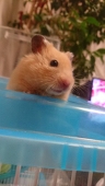 ふじさき。