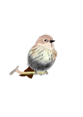 こんろんかずお