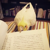 tobari