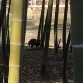 やさ🦝🍂たぬ
