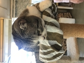 ねこかん