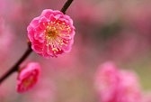 梅暦