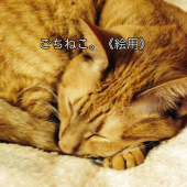 ごちねこ。