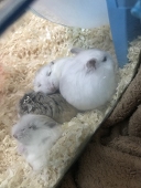 fluff