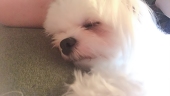 おだんご