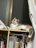 MIO