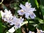 iris_2020