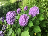 はなはな