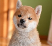 犬野わん