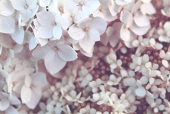 seri
