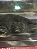 ゴライアス原田