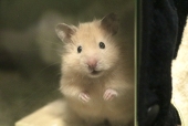 あち