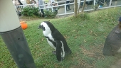 🐧penguin🐧