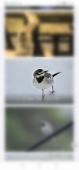 ハクセキレイ