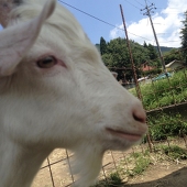 げふげふ