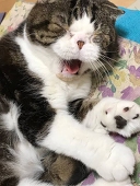 和島蒼也
