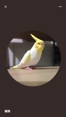 ちゃば