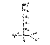 L-Lysine