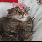 FlowerPopper
