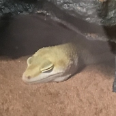 うな