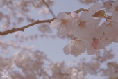 桃虫