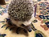 れぱ
