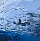 水流・みずる