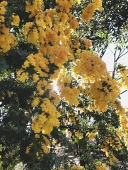 May