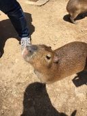 笹野葉力