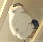 ヘリウム-10%