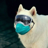 MINGSAMOYED