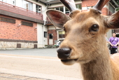 蒼葵こと