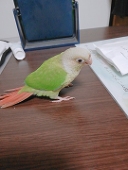 おさつ