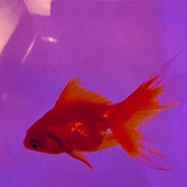 虚飾