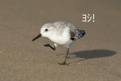 ニキ