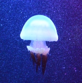 若葉