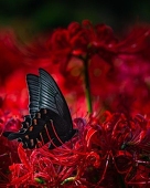 曼珠沙華