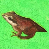 オタマ