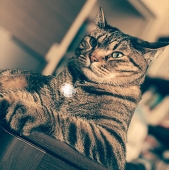 夜陰