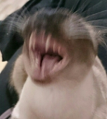Shrikan