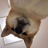 Heeya