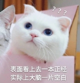 喵~