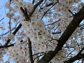 かなた
