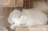 とろんと