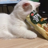 貂貂