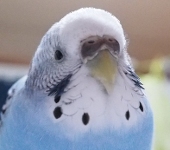 TOKO