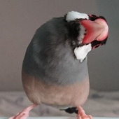 野白