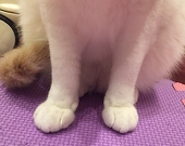 ても