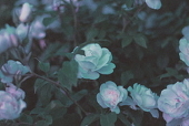 儚