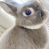 ちむお